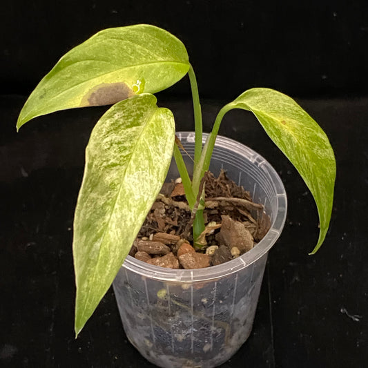 Monstera Adansonii Laniata Mint F