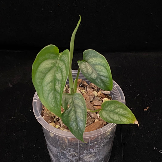 Monstera Siltepecana A