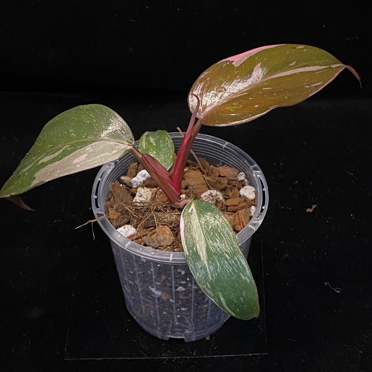 Philodendron Red Anderson D