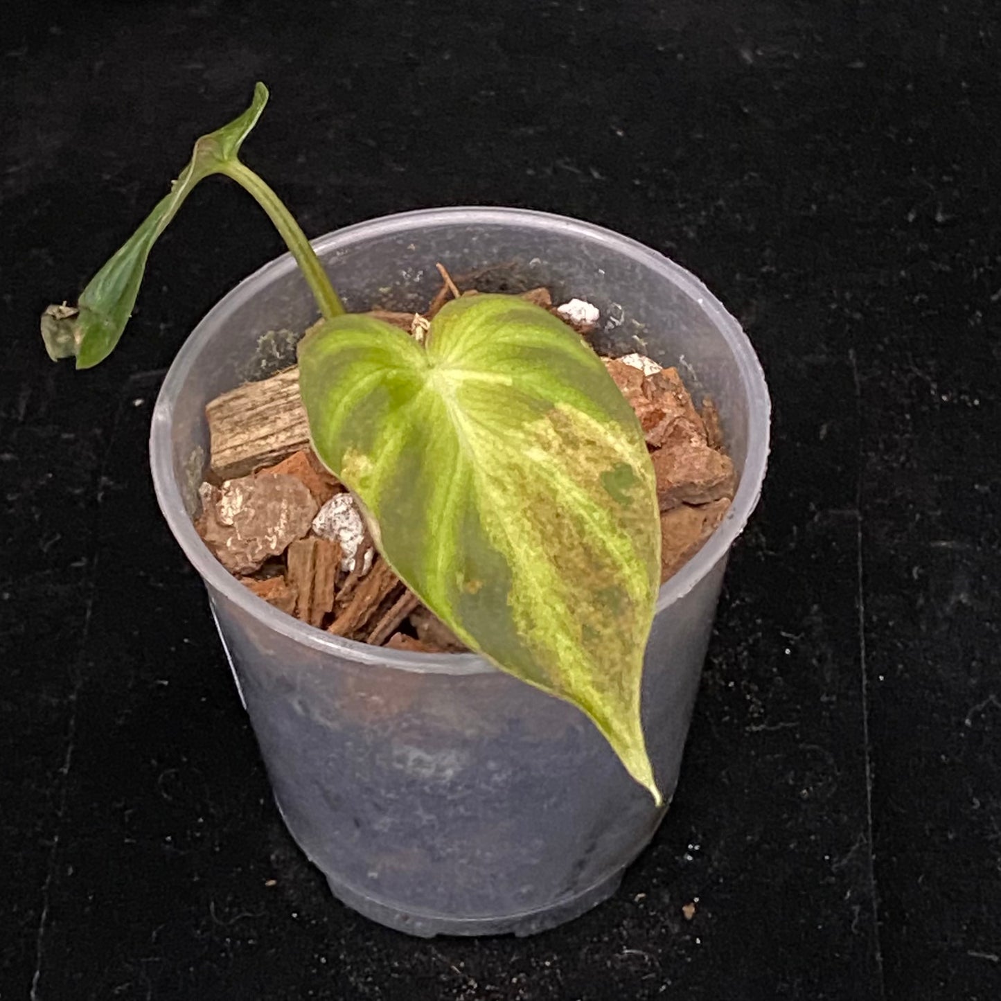 Philodendron Verrucosum Variegated E