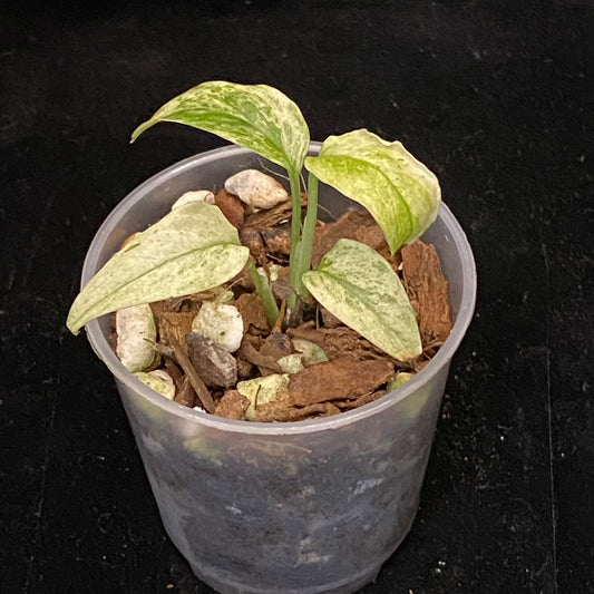 Monstera Adansonii Laniata Mint E