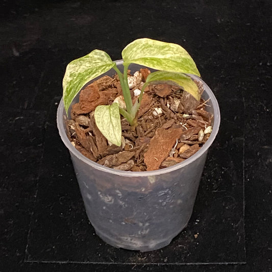 Monstera Adansonii Laniata Mint G