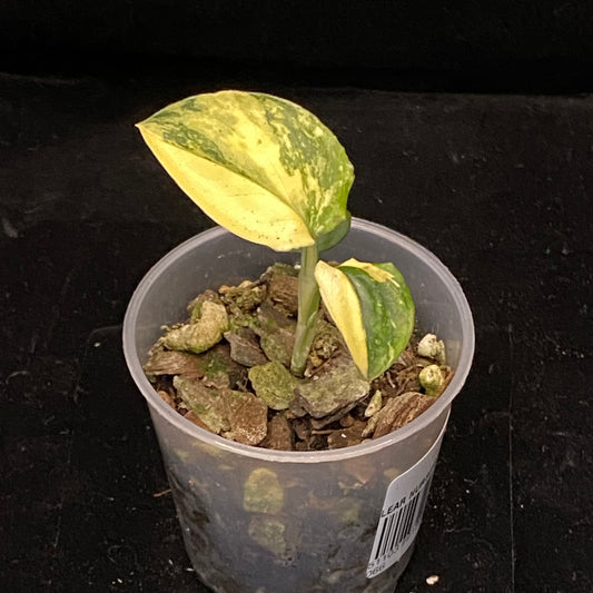 Monstera Standleyana Aurea C