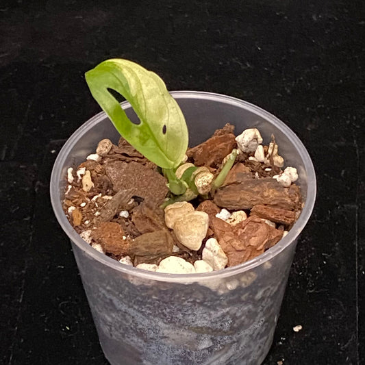 Monstera Adansonii Archipelago A