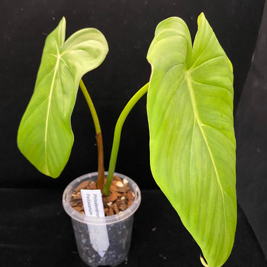 Philodendron Pastazanum D
