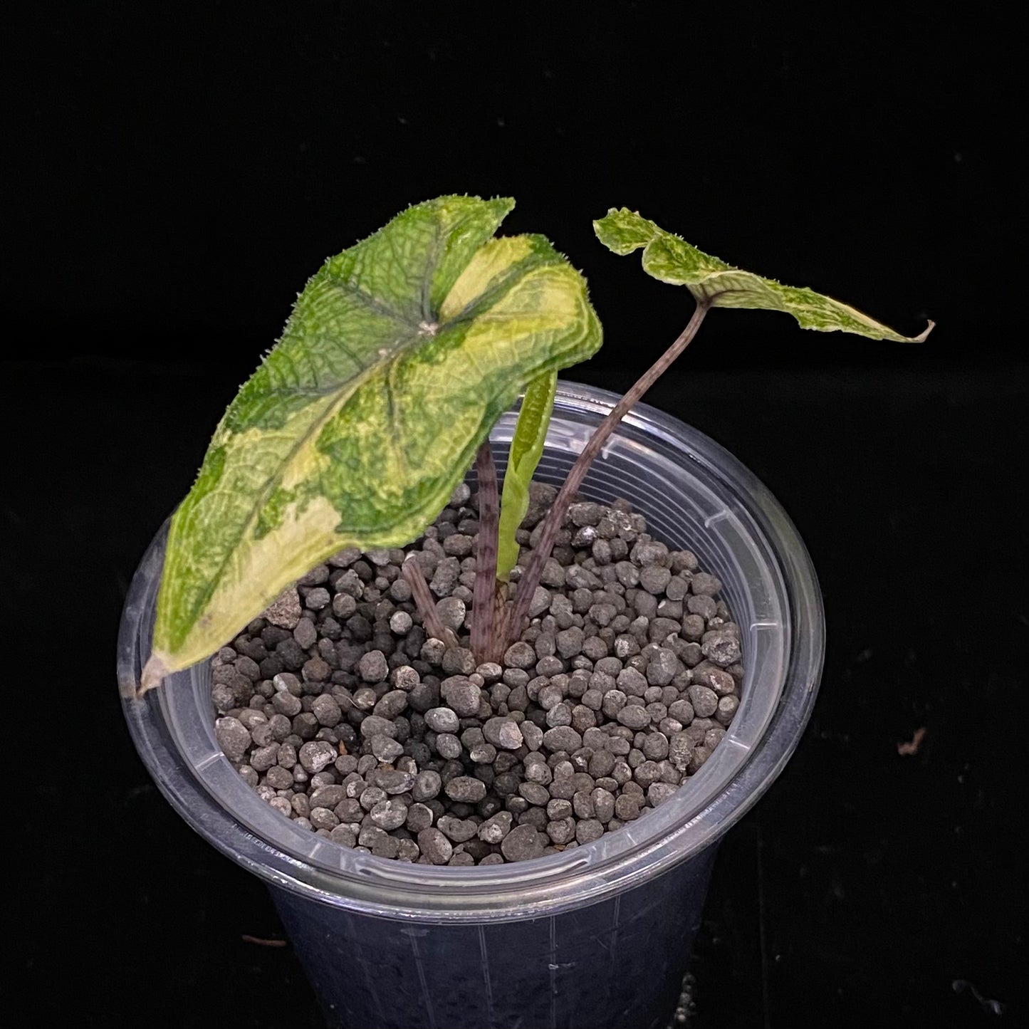 Alocasia Jacklyn Aurea  C