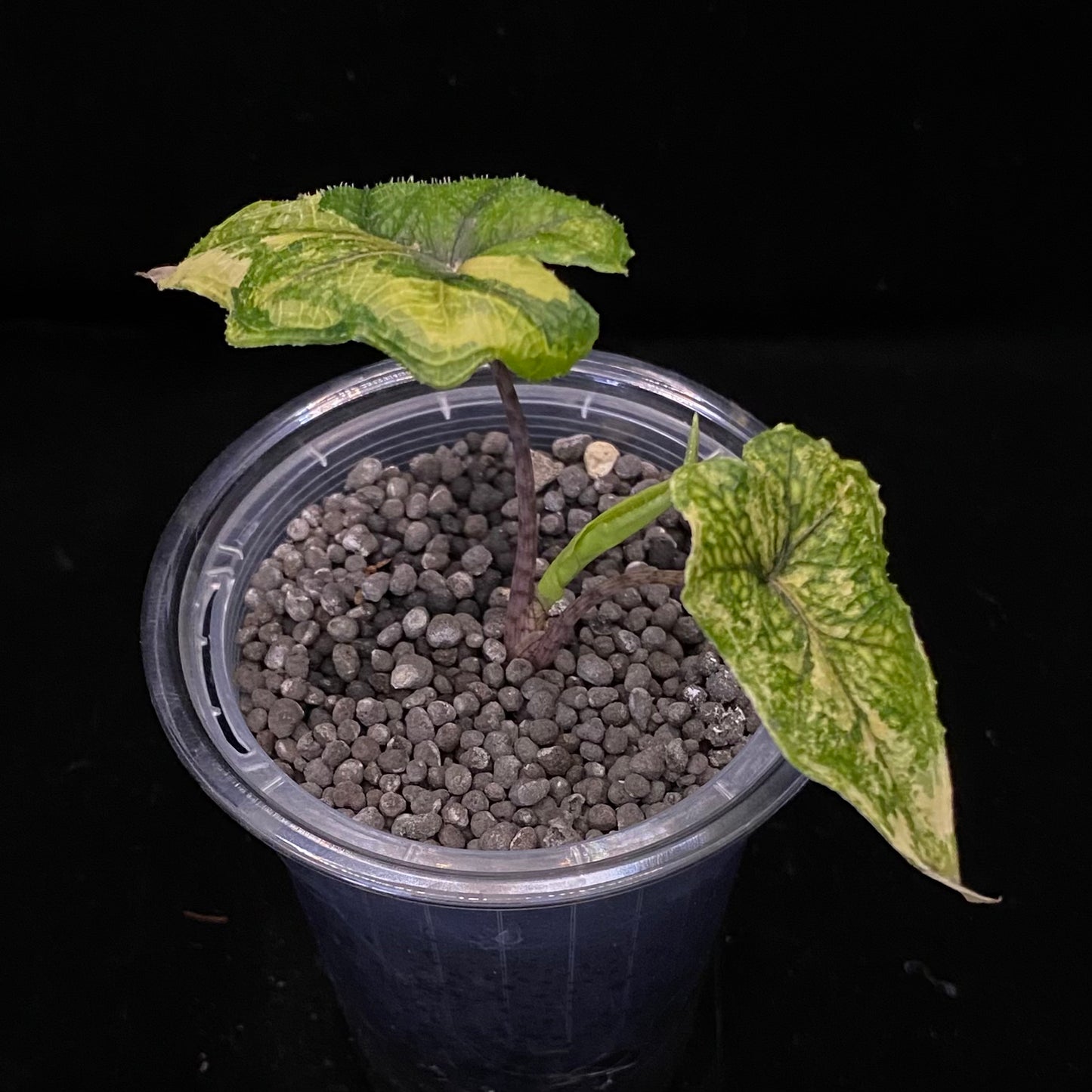Alocasia Jacklyn Aurea  C