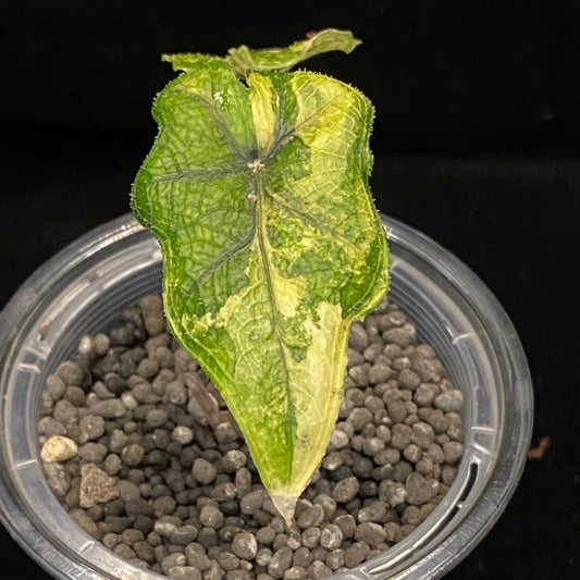 Alocasia Jacklyn Aurea  C