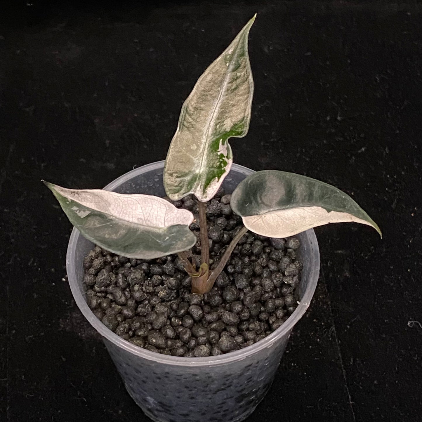 Alocasia Pink Bambino Variegated A