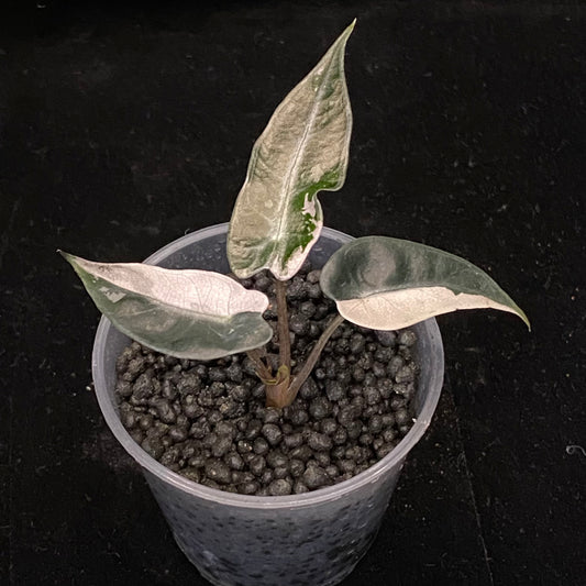Alocasia Pink Bambino Variegated A