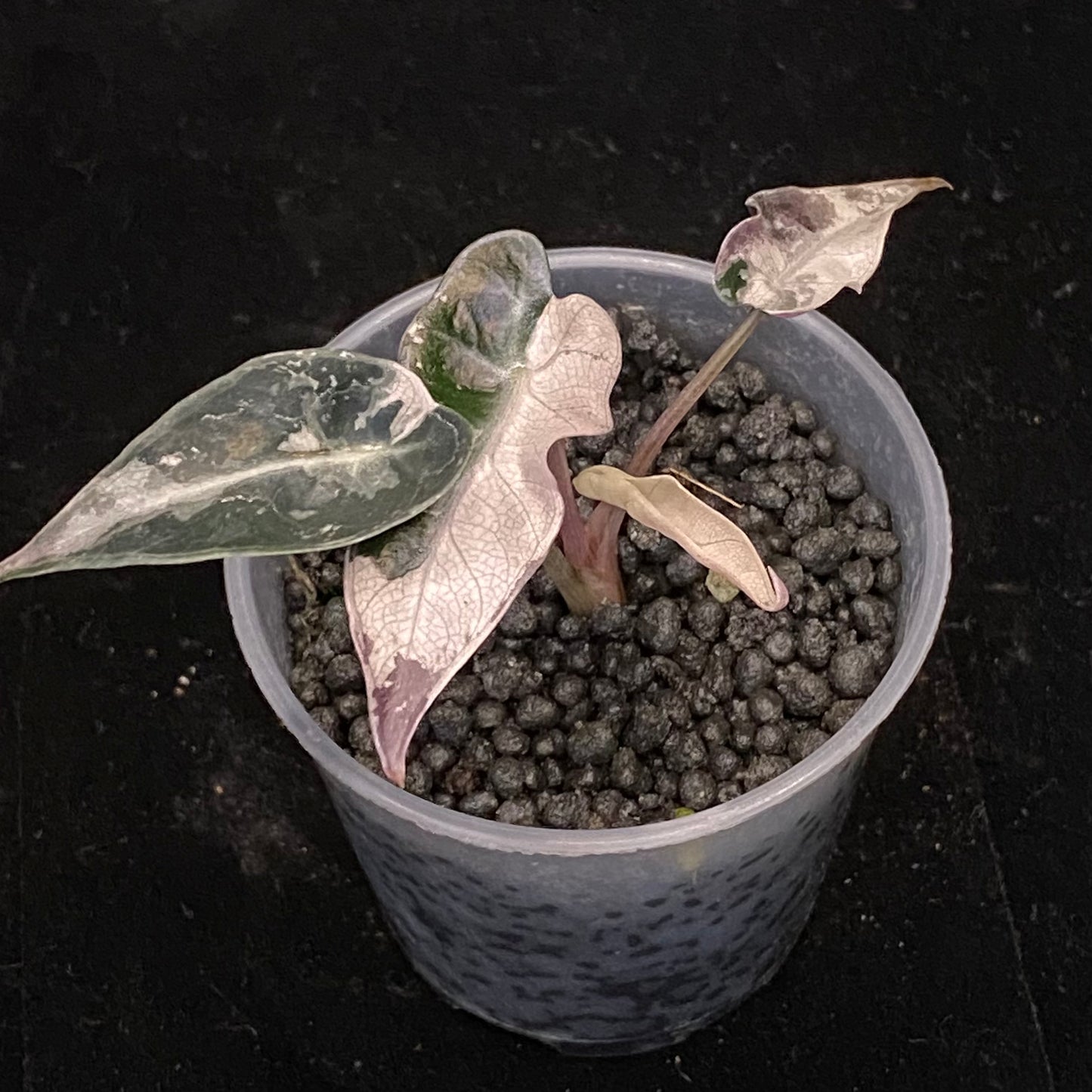 Alocasia Pink Bambino Variegated B