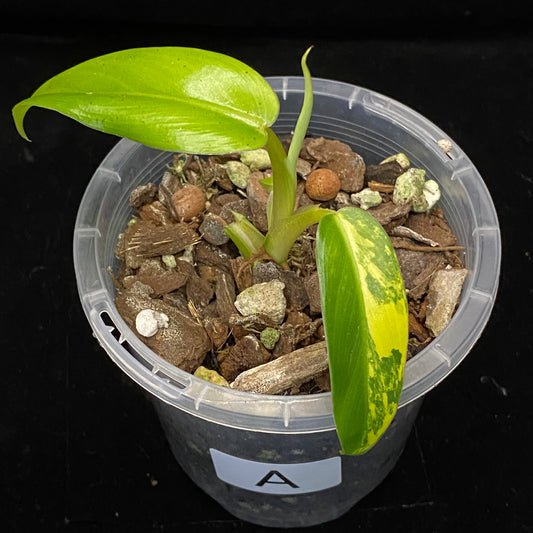 Philodendron Mango Shake A