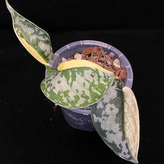 Scindapsus Mayari F