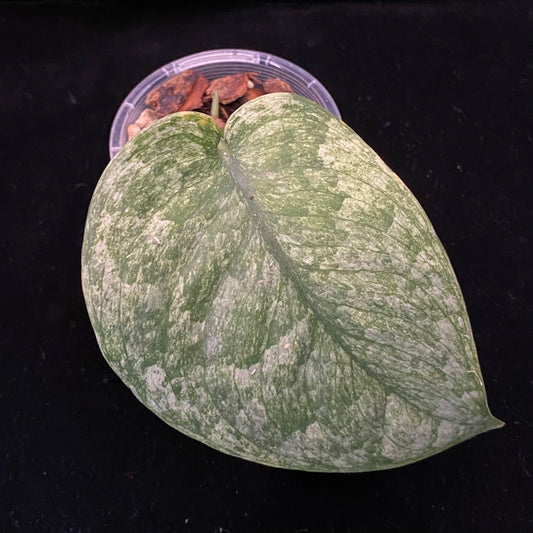 Scindapsus Jade Satin Marble A