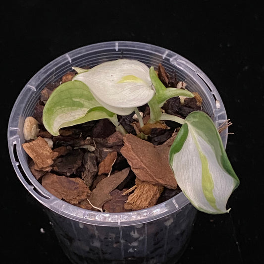 Philodendron Gabby D