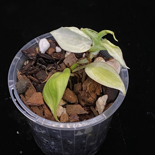 Philodendron Gabby E
