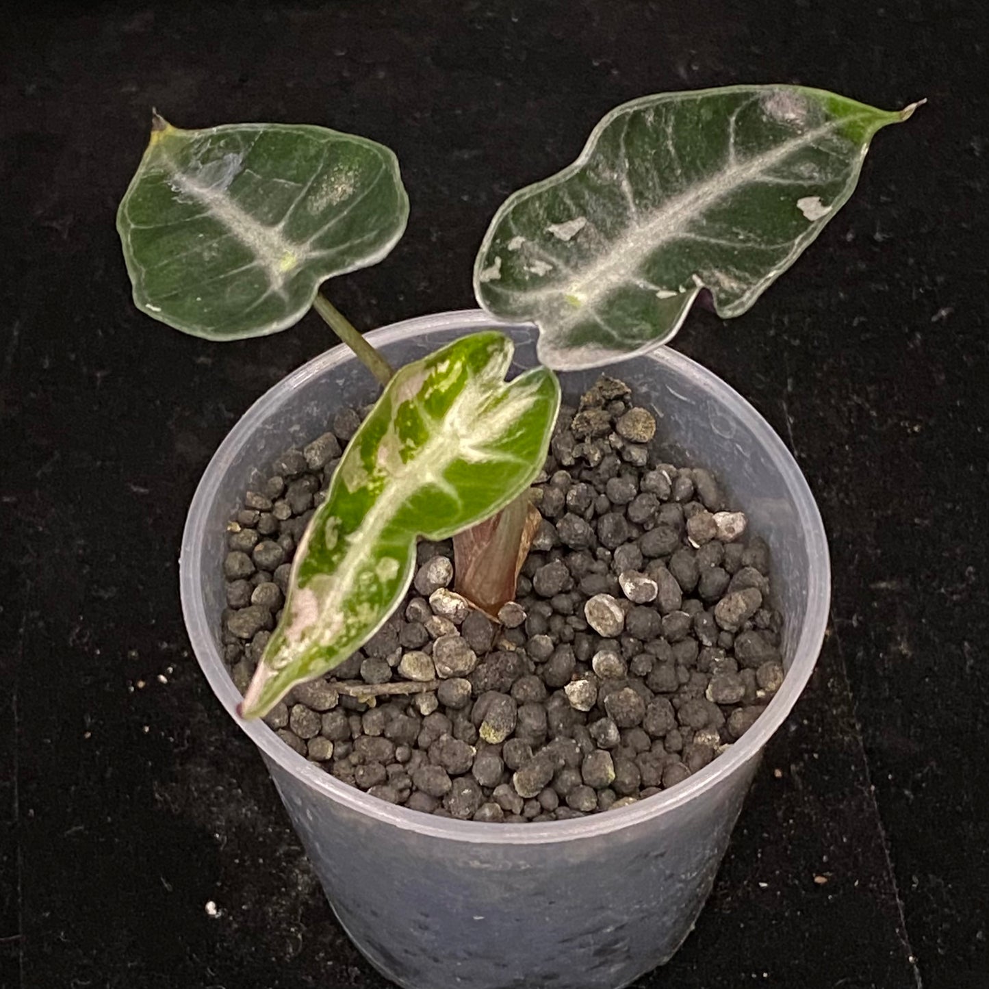 Alocasia Pink Bambino Variegated C