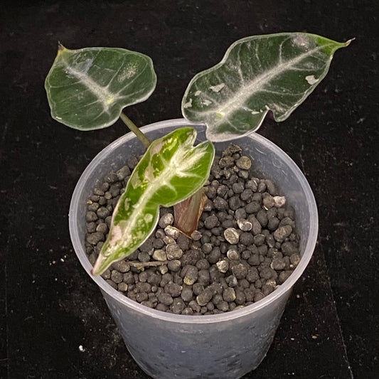 Alocasia Pink Bambino Variegated C