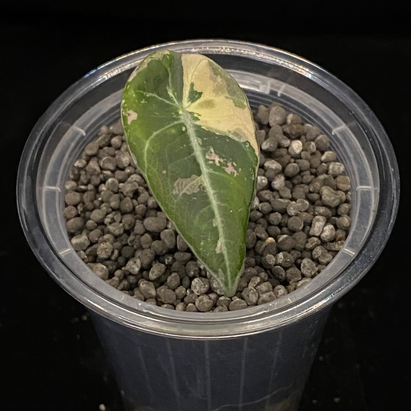 Alocasia Black Velvet Pink - C