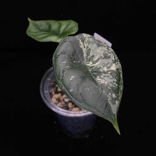 Alocasia Dragon Scale Aurea C –  Variegation Protection Available