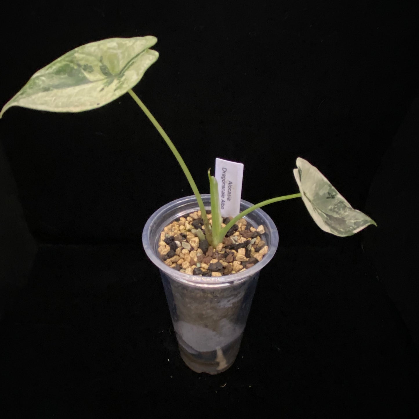 Alocasia Dragon Scale Albo I –  Variegation Protection Available
