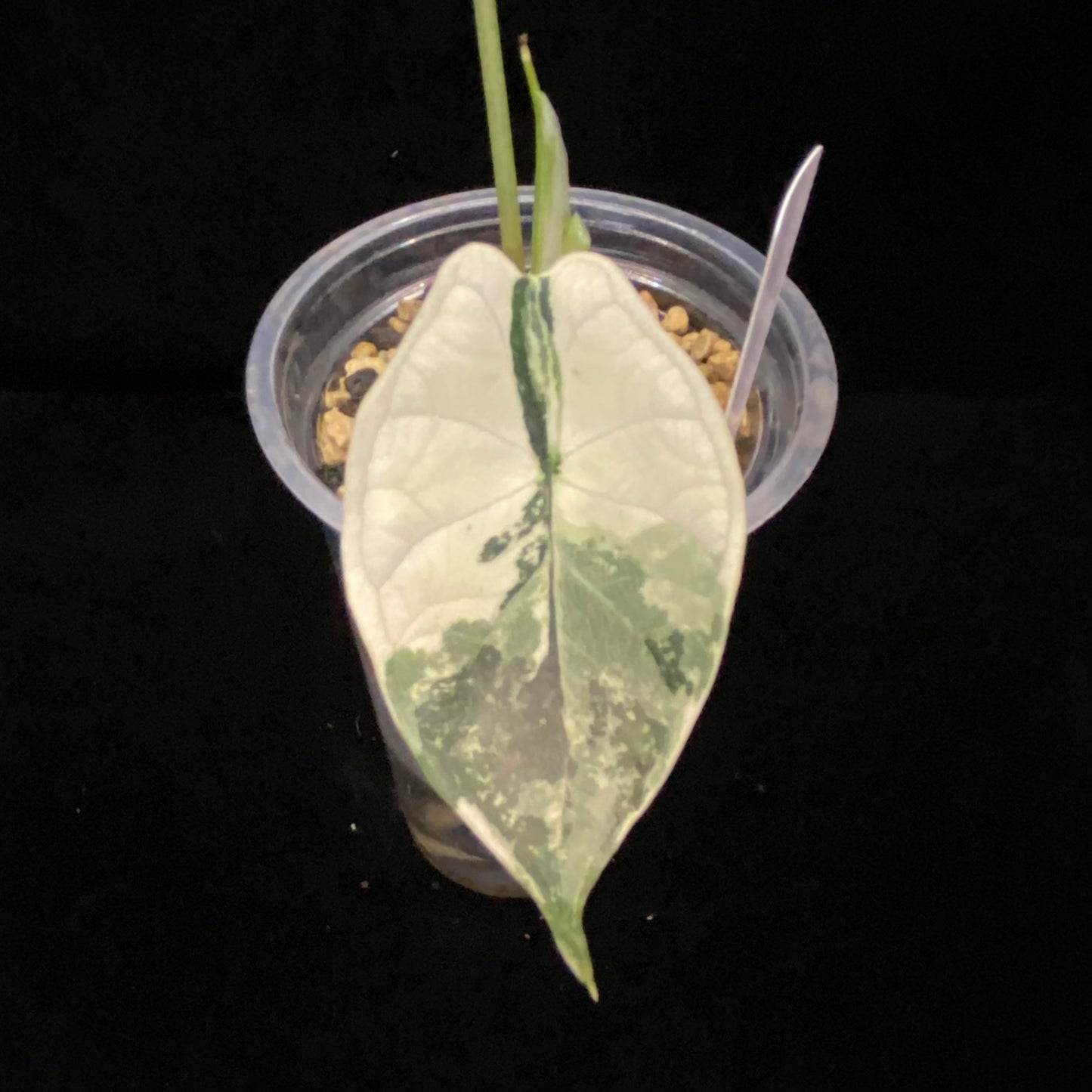 Alocasia Dragon Scale Albo I –  Variegation Protection Available