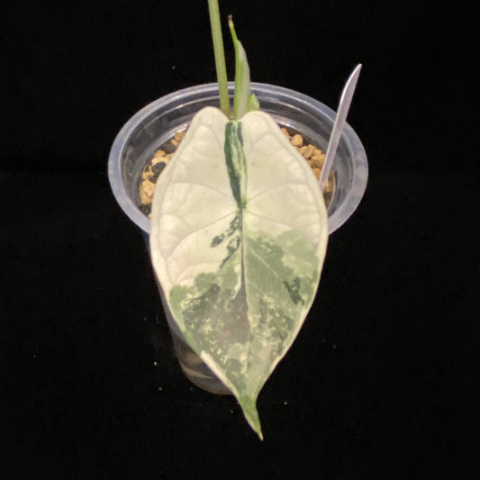 Alocasia Dragon Scale Albo I –  Variegation Protection Available