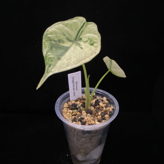 Alocasia Dragon Scale Albo I –  Variegation Protection Available