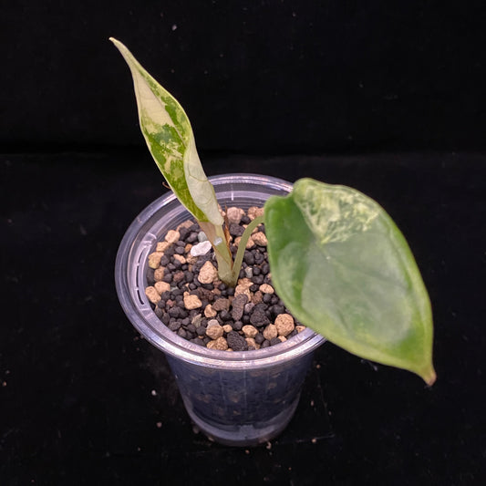 Alocasia Dragon Scale Aurea D –  Variegation Protection Available