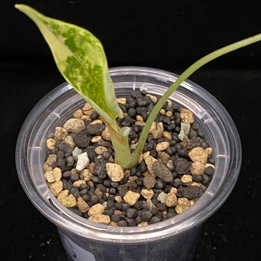 Alocasia Dragon Scale Aurea D –  Variegation Protection Available