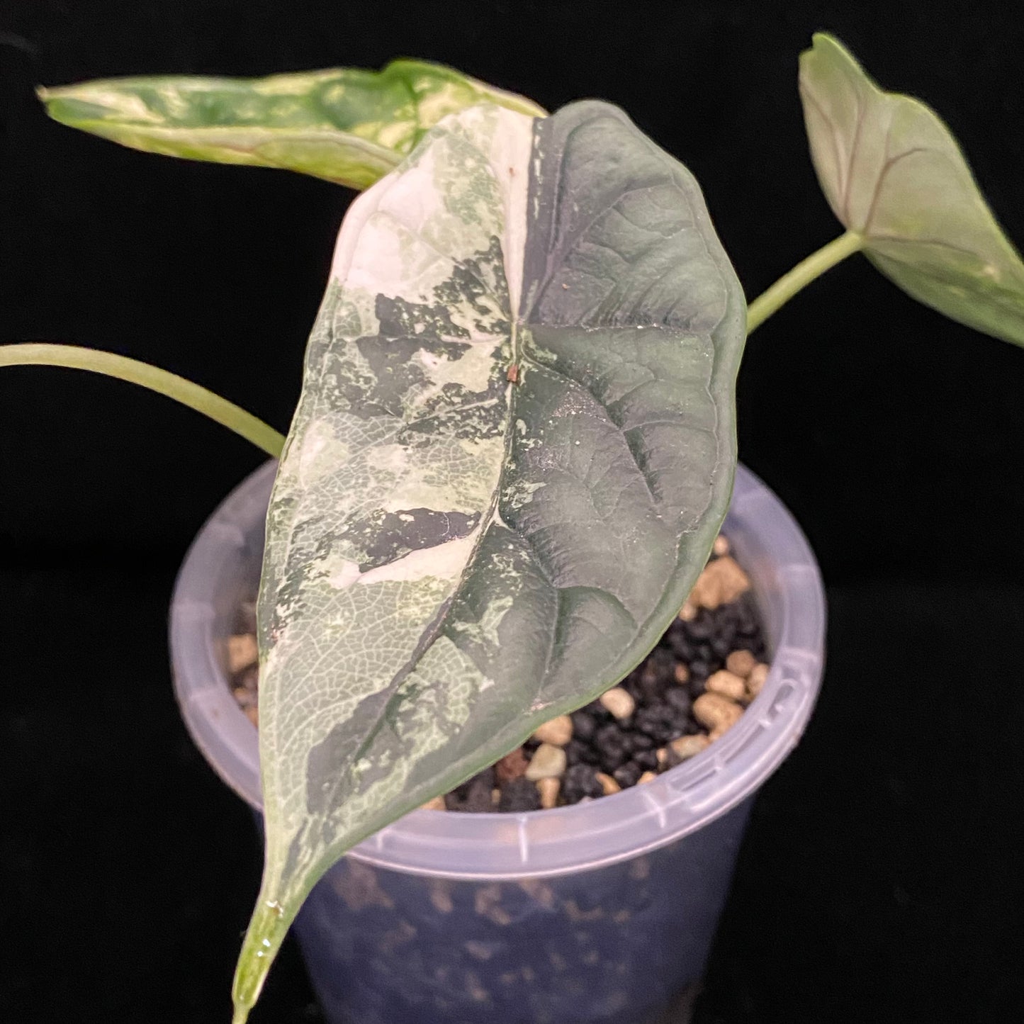Alocasia Dragon Scale Albo H –  Variegation Protection Available