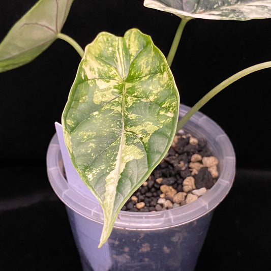 Alocasia Dragon Scale Albo H –  Variegation Protection Available