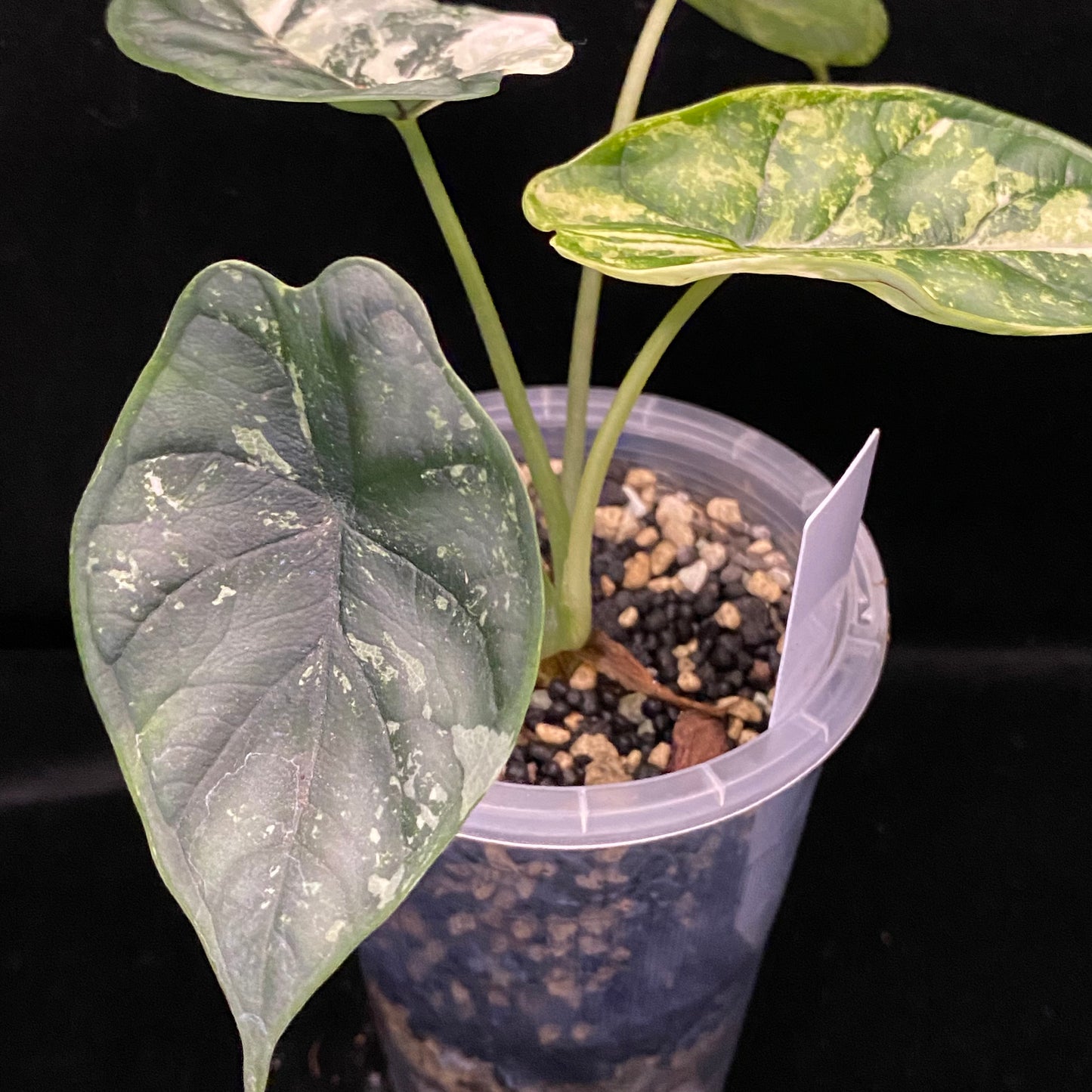 Alocasia Dragon Scale Albo H –  Variegation Protection Available