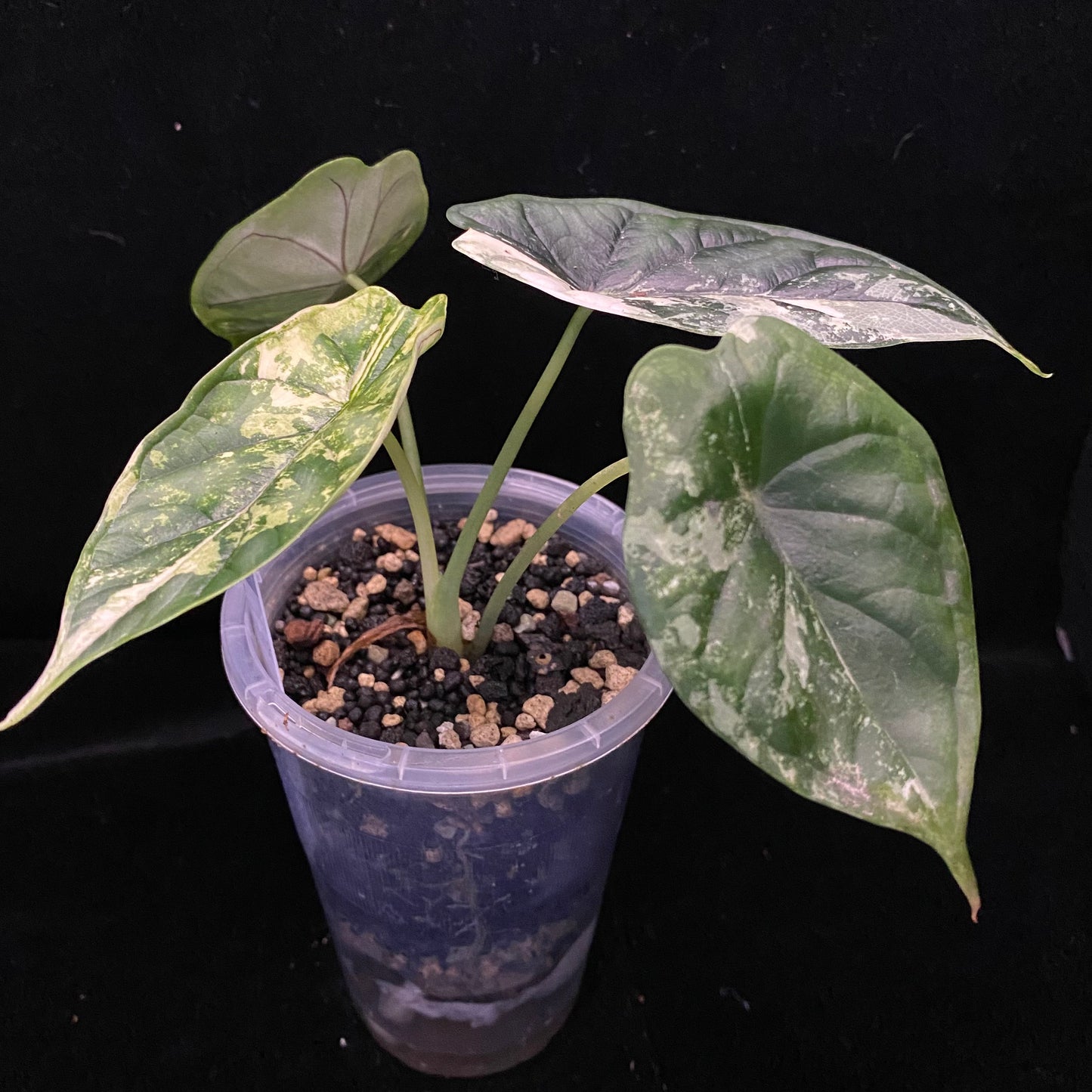 Alocasia Dragon Scale Albo H –  Variegation Protection Available