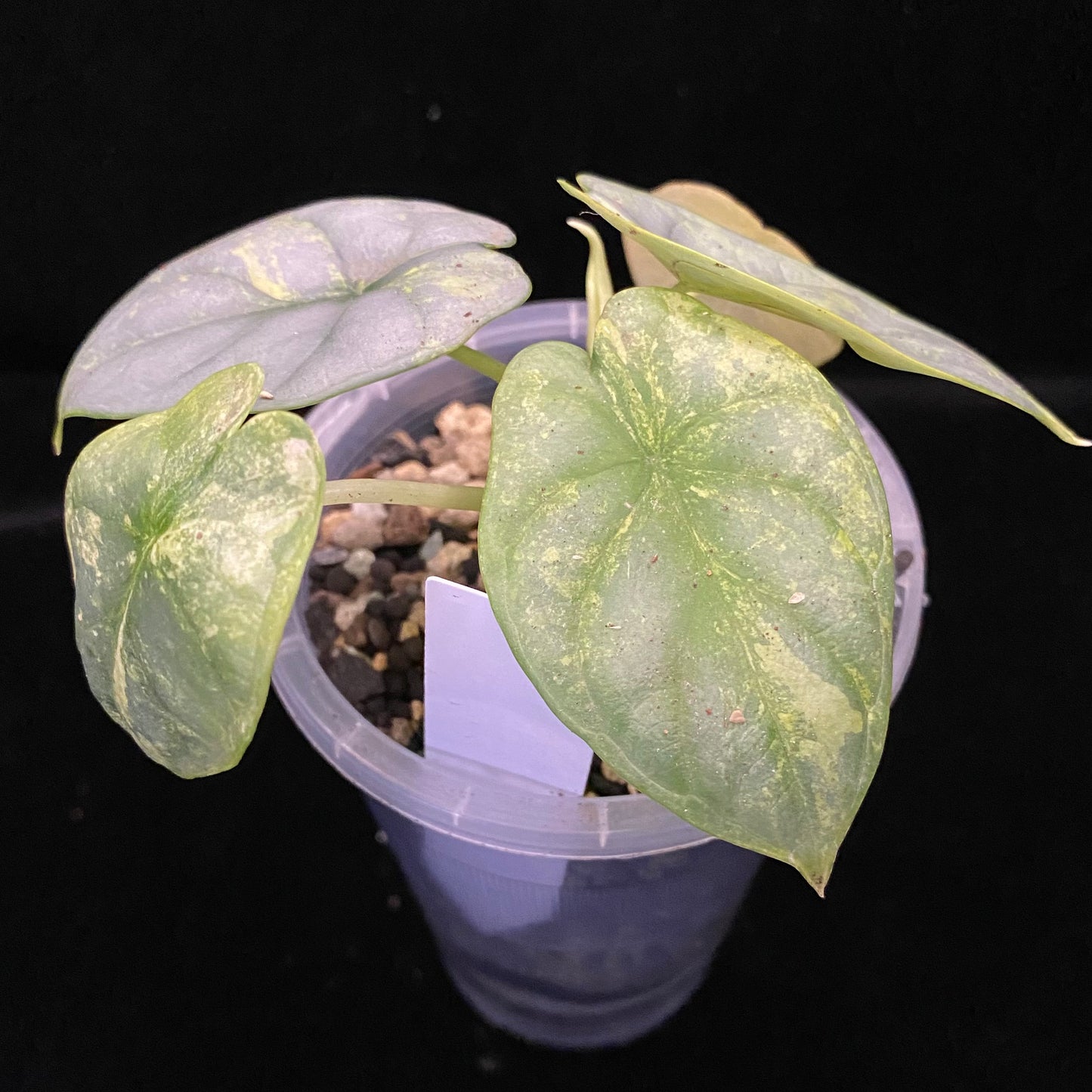 Alocasia Silver Dragon Scale Aurea B - Variegation Protection Available
