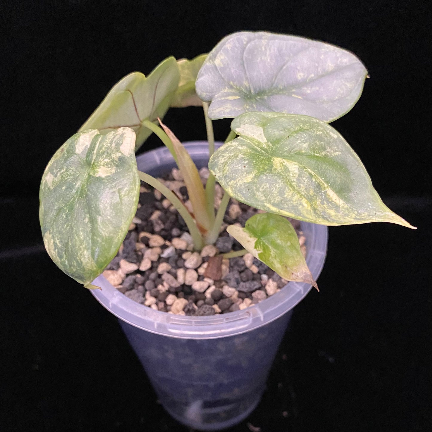 Alocasia Silver Dragon Scale Aurea A - Variegation Protection Available