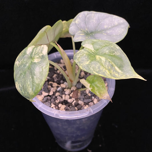 Alocasia Silver Dragon Scale Aurea A - Variegation Protection Available