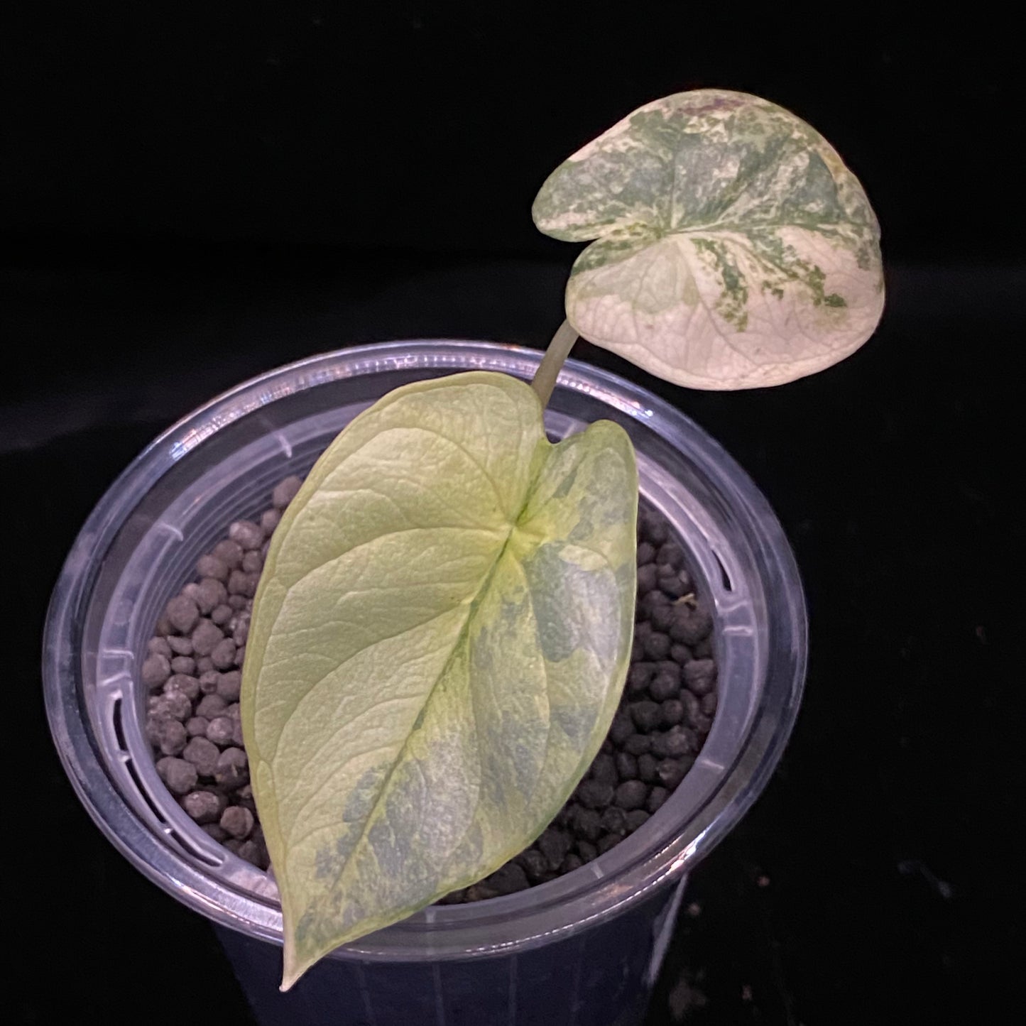 Alocasia Silver Dragon Scale Aurea E - Variegation Protection