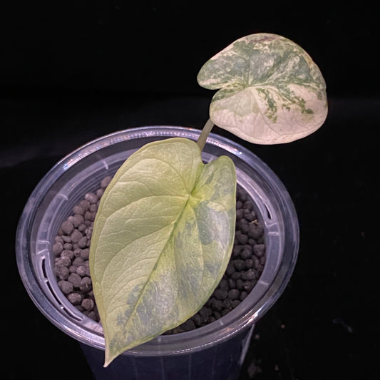 Alocasia Silver Dragon Scale Aurea E - Variegation Protection