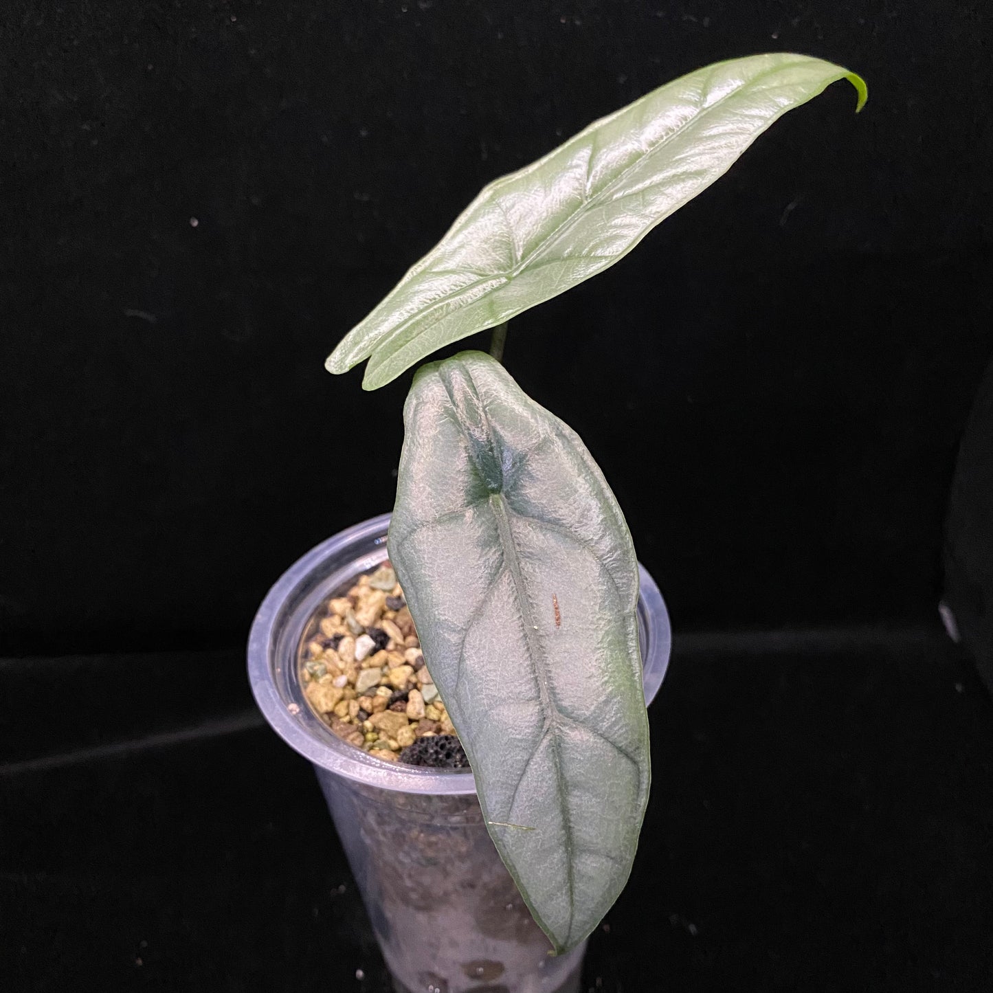 Alocasia Dragon’s Breathe
