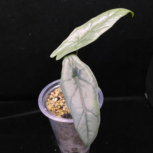 Alocasia Dragon’s Breathe