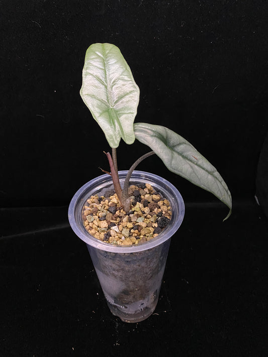 Alocasia Dragon’s Breathe