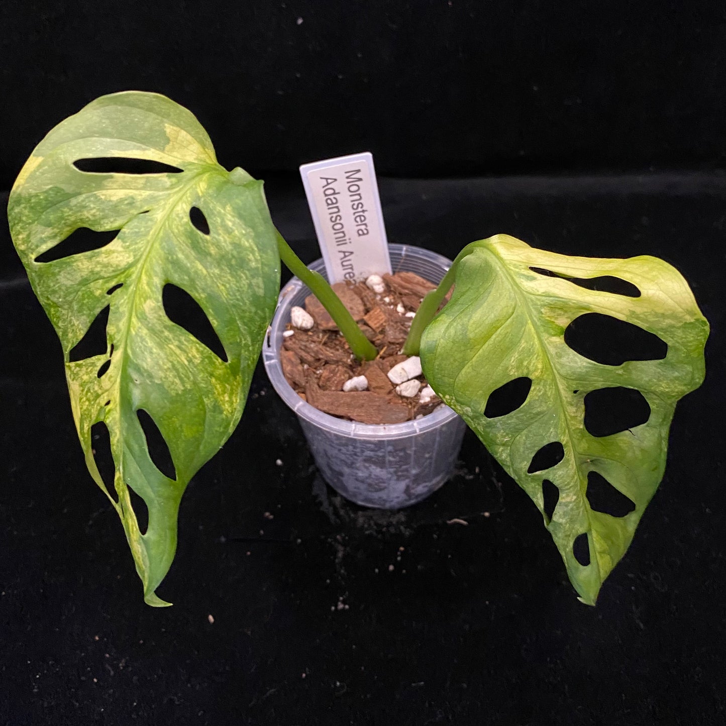 Monstera Adansonii Aurea B