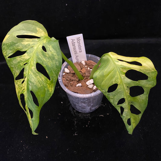 Monstera Adansonii Aurea B