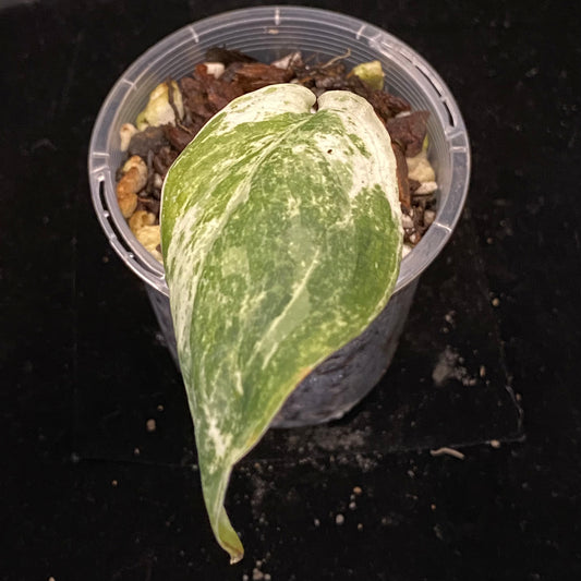 Scindapsus Silver Cloud Variegated