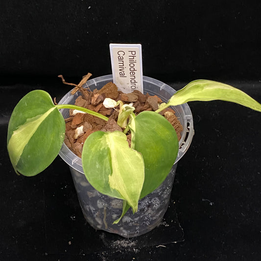 Philodendron Carnival E