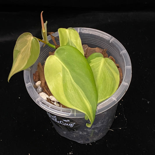 Philodendron Carnival D