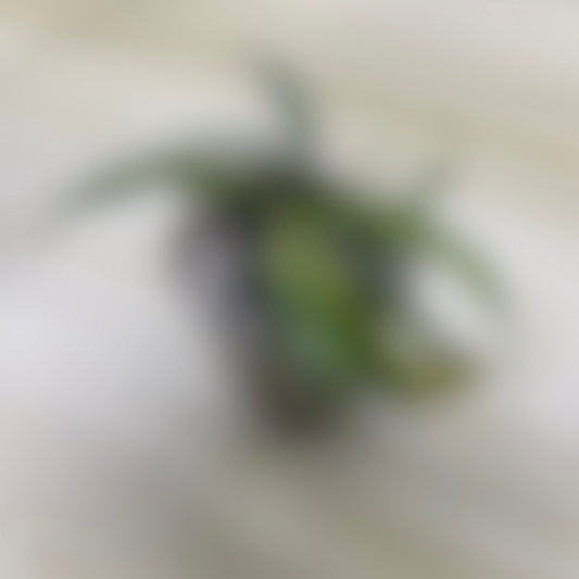 Coming Soon!