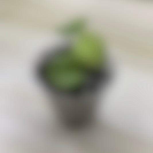 Coming Soon!