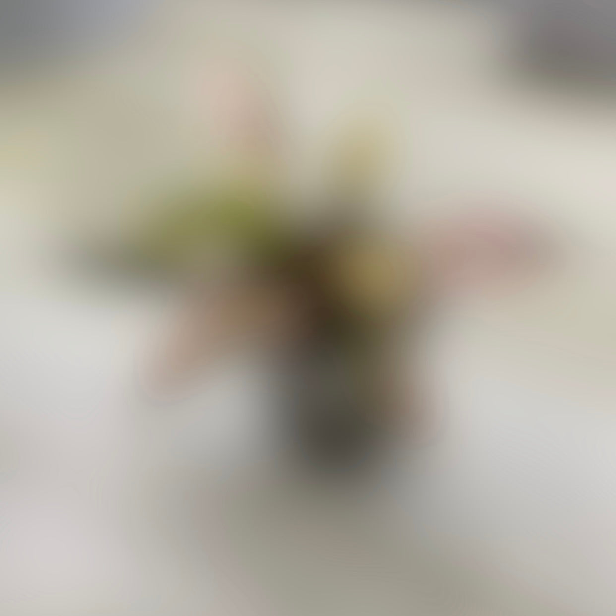 Philodendron - Coming Soon!
